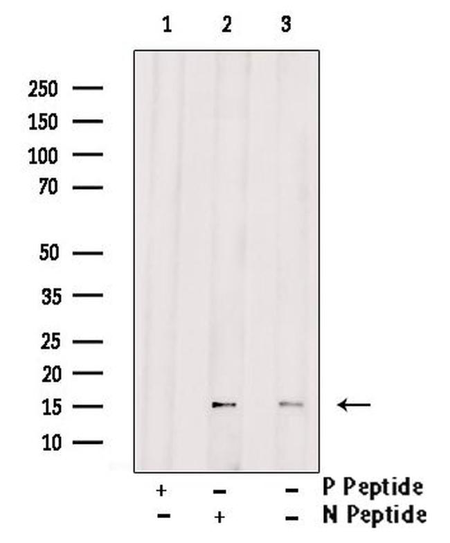 Phospho-FABP7 (Thr117) Antibody in Western Blot (WB)