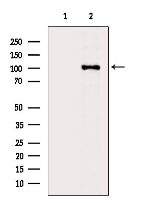 Phospho-BACH1 (Ser445) Antibody in Western Blot (WB)