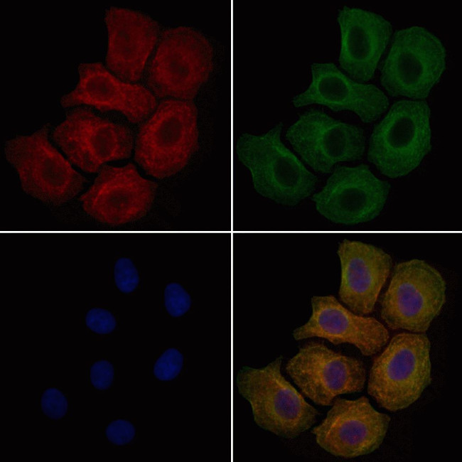 Phospho-SEMA4B (Ser809) Antibody in Immunocytochemistry (ICC/IF)