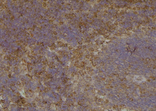 Phospho-VAMP4 (Ser88) Antibody in Immunohistochemistry (Paraffin) (IHC (P))