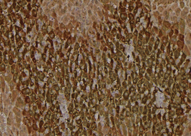 Phospho-VAMP4 (Ser88) Antibody in Immunohistochemistry (Paraffin) (IHC (P))