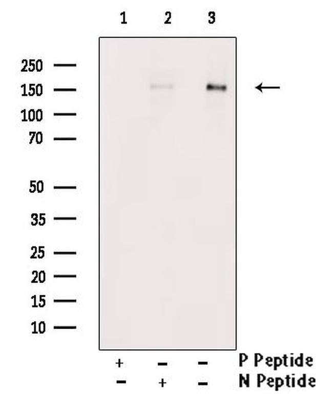 Phospho-NFAT5 (Ser145) Antibody in Western Blot (WB)