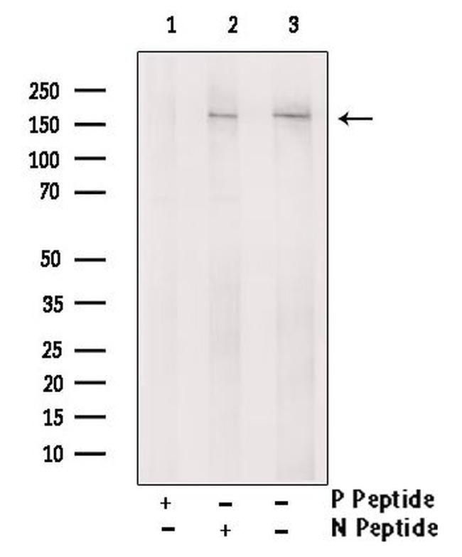 Phospho-NFAT5 (Ser134) Antibody in Western Blot (WB)
