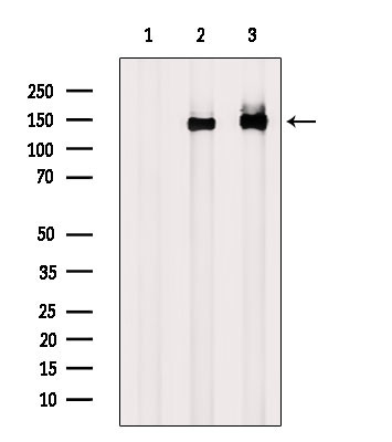 Phospho-Amyloid Precursor Protein (Tyr757) Antibody in Western Blot (WB)