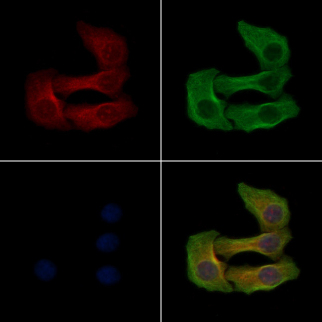 Phospho-ATP1A1 (Tyr542) Antibody in Immunocytochemistry (ICC/IF)