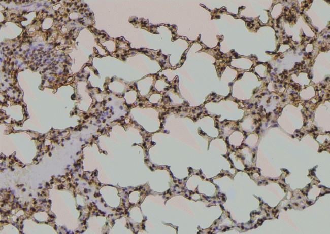 Phospho-ATP1A1 (Tyr542) Antibody in Immunohistochemistry (Paraffin) (IHC (P))