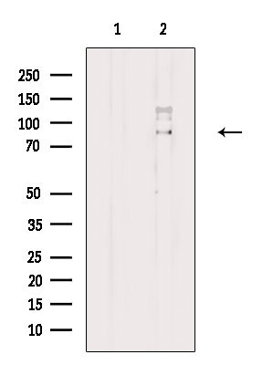 Phospho-HSP90 alpha (Tyr197) Antibody in Western Blot (WB)