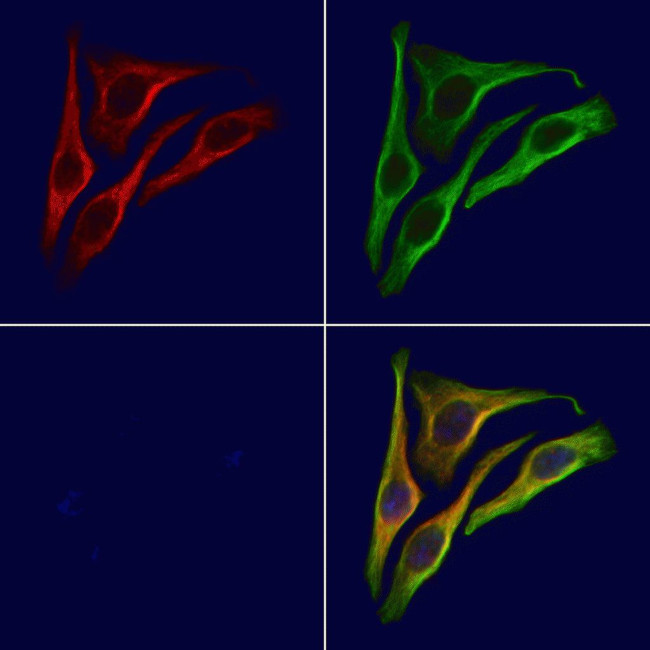 Phospho-PTPRA (Tyr271) Antibody in Immunocytochemistry (ICC/IF)