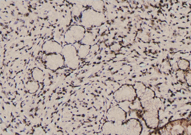 Phospho-PTPRA (Tyr271) Antibody in Immunohistochemistry (Paraffin) (IHC (P))