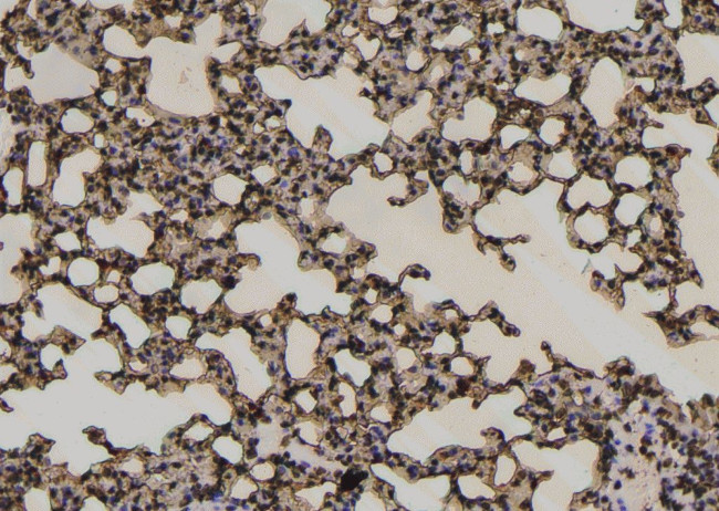 Phospho-PTPRA (Tyr271) Antibody in Immunohistochemistry (Paraffin) (IHC (P))