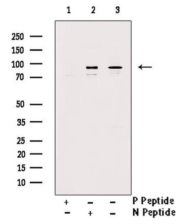 Phospho-PTPRA (Tyr271) Antibody in Western Blot (WB)