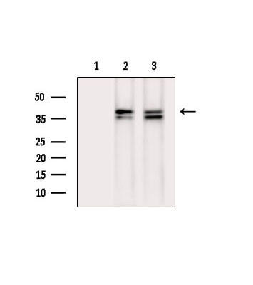 Phospho-CDK7 (Ser164) Antibody in Western Blot (WB)