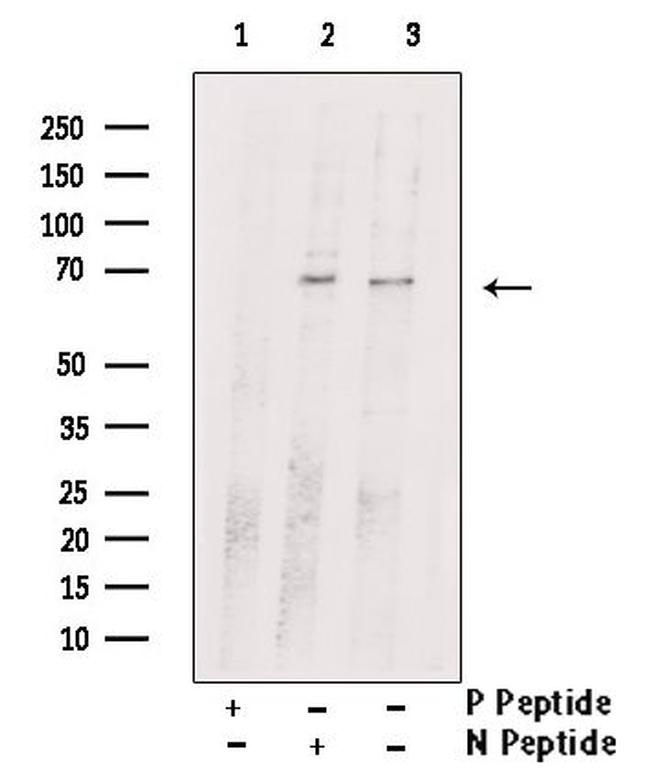 Phospho-SHP2 (Tyr62) Antibody in Western Blot (WB)