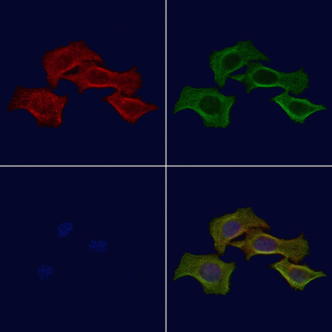 Phospho-PSD93 (Tyr348) Antibody in Immunocytochemistry (ICC/IF)