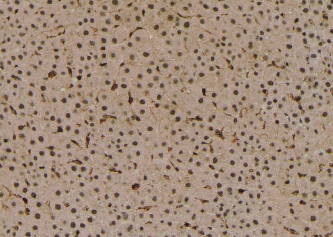 Phospho-PSD93 (Tyr348) Antibody in Immunohistochemistry (Paraffin) (IHC (P))