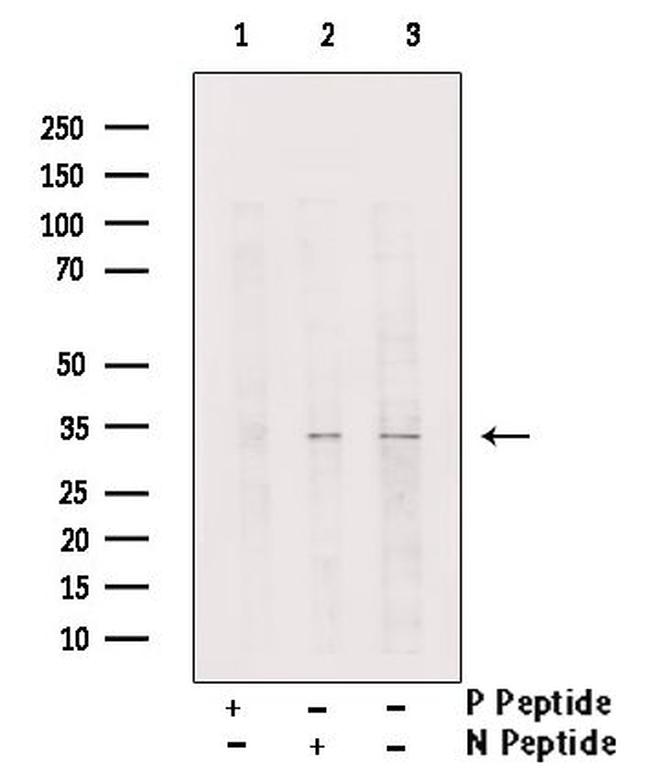 Phospho-C/EBP epsilon (Ser181) Antibody in Western Blot (WB)