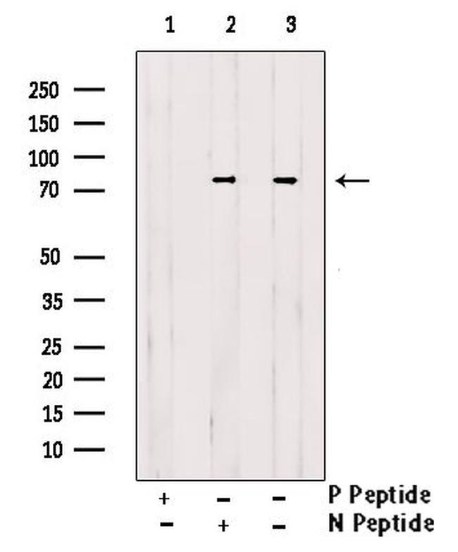 Phospho-EZH2 (Ser363, Ser366) Antibody in Western Blot (WB)