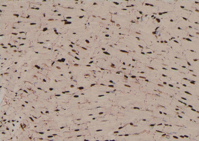 Phospho-MOB4A (Ser9) Antibody in Immunohistochemistry (Paraffin) (IHC (P))