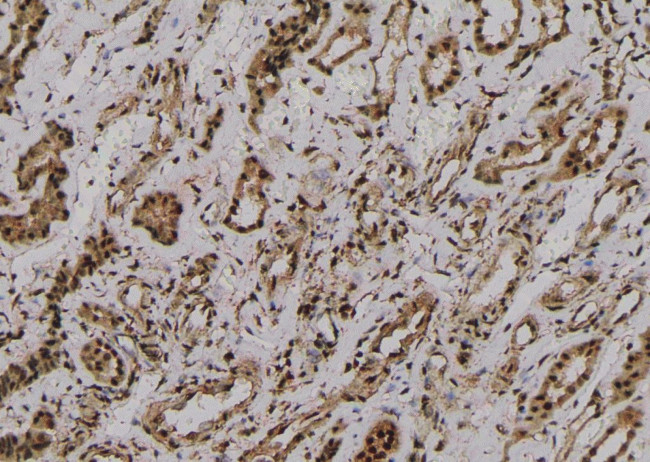 Phospho-RyR2 (Ser2808) Antibody in Immunohistochemistry (Paraffin) (IHC (P))