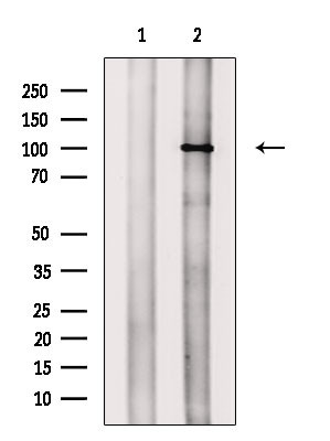 Phospho-NFATC1 (Ser294) Antibody in Western Blot (WB)