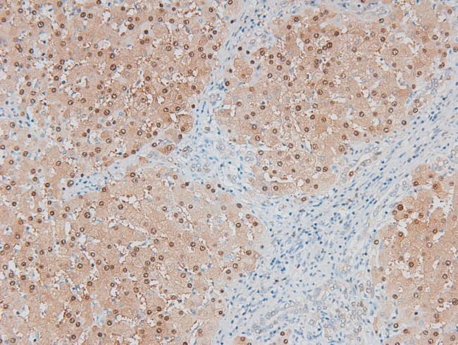 Phospho-MARK2 (Thr596) Antibody in Immunohistochemistry (Paraffin) (IHC (P))