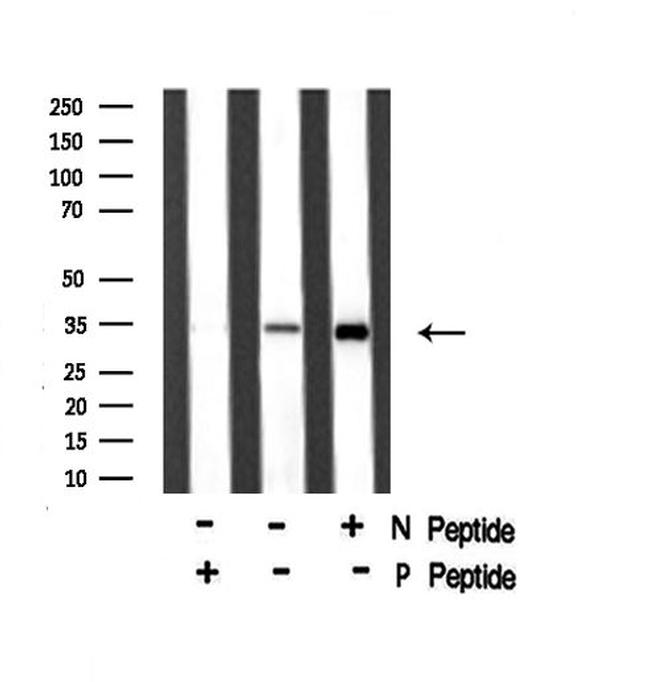 Phospho-MAX (Ser2) Antibody in Western Blot (WB)