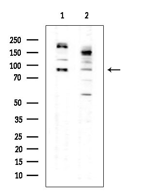 Phospho-TGFBR3 (Thr843) Antibody in Western Blot (WB)