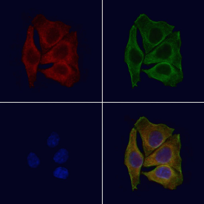 Phospho-KIF1C (Ser1092) Antibody in Immunocytochemistry (ICC/IF)