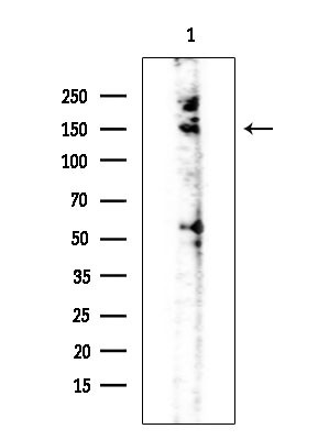 Phospho-HIPK1/HIPK2/HIPK3 (Tyr352, Tyr361, Tyr359) Antibody in Western Blot (WB)