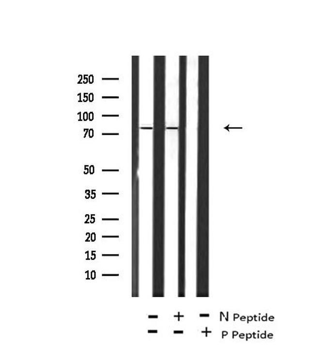 Phospho-IKK epsilon (Ser172) Antibody in Western Blot (WB)