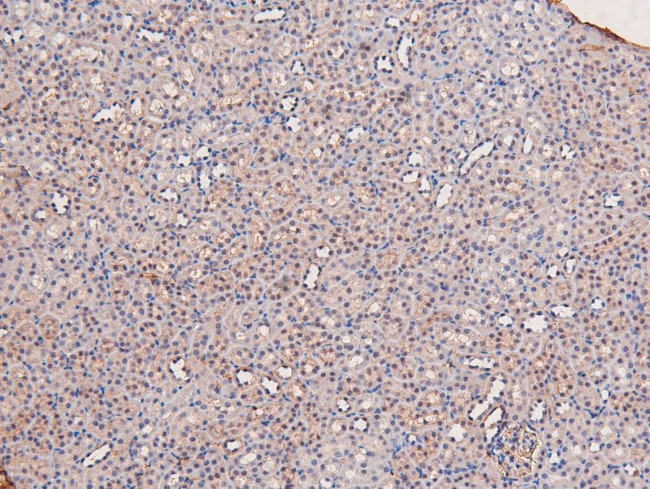 Phospho-LKB1 (Ser334) Antibody in Immunohistochemistry (Paraffin) (IHC (P))