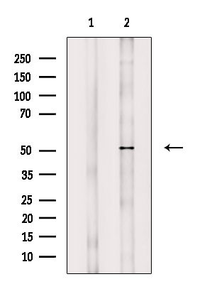 Phospho-MNK1 (Thr250) Antibody in Western Blot (WB)