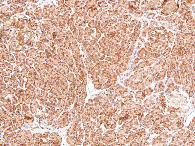 Phospho-cGKII (Ser126) Antibody in Immunohistochemistry (Paraffin) (IHC (P))