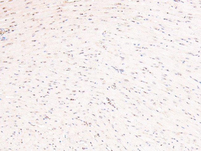 Phospho-cGKII (Ser126) Antibody in Immunohistochemistry (Paraffin) (IHC (P))