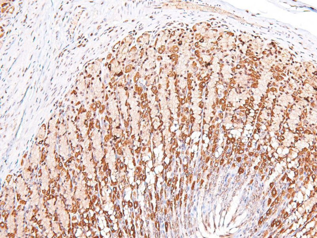 Phospho-cGKII (Ser126) Antibody in Immunohistochemistry (Paraffin) (IHC (P))