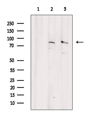 Phospho-eIF2b epsilon (Ser540) Antibody in Western Blot (WB)