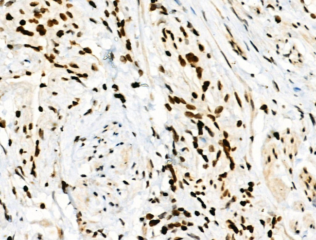 Phospho-RXRA (Ser260) Antibody in Immunohistochemistry (Paraffin) (IHC (P))