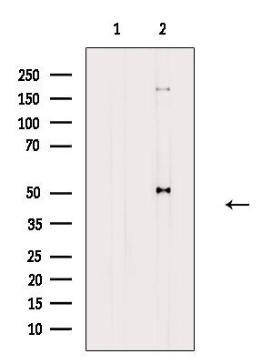 Phospho-RXRA (Ser260) Antibody in Western Blot (WB)