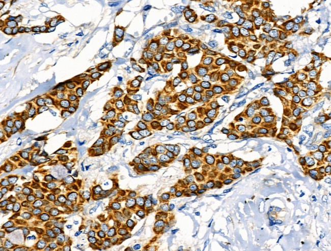 Phospho-Leptin Receptor (Tyr1141) Antibody in Immunohistochemistry (Paraffin) (IHC (P))