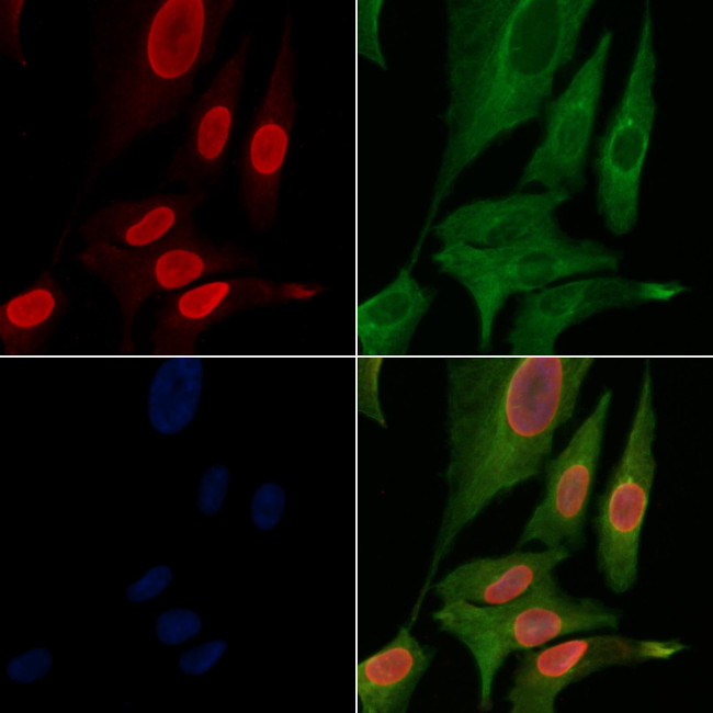 Phospho-MKP-1 (Ser323) Antibody in Immunocytochemistry (ICC/IF)