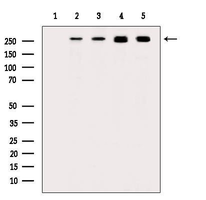 Phospho-POLR2A (Ser1616) Antibody in Western Blot (WB)