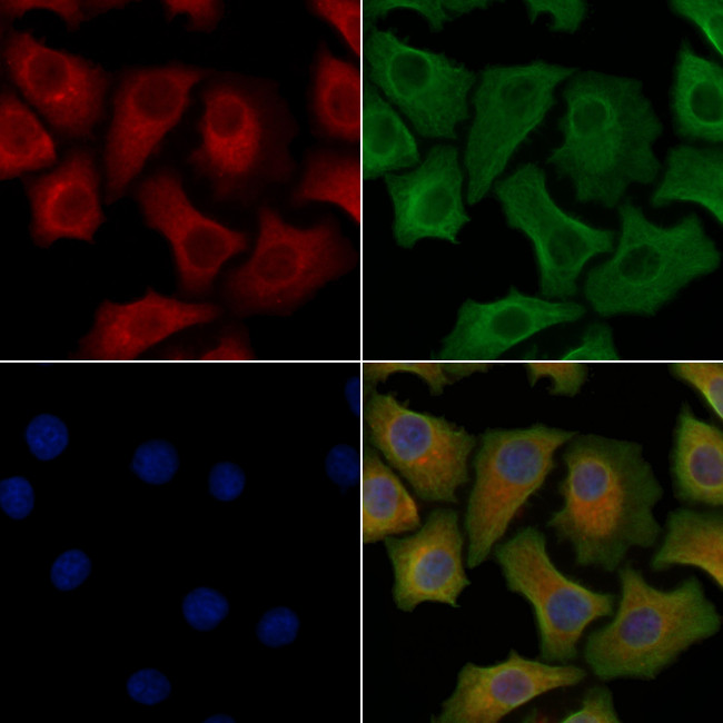 Phospho-IRS2 (Ser1100) Antibody in Immunocytochemistry (ICC/IF)