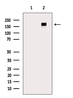 Phospho-ErbB4 (Tyr1242) Antibody in Western Blot (WB)