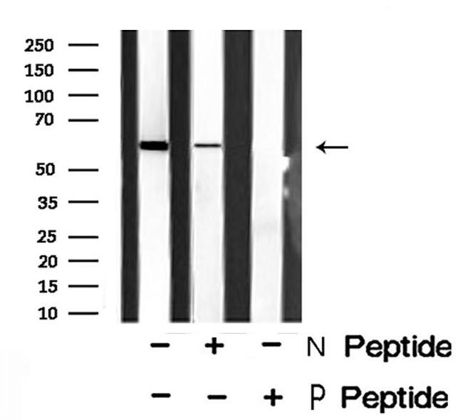 Phospho-Trf2 (Ser365) Antibody in Western Blot (WB)