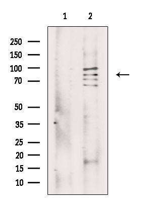 MSK2 Antibody in Western Blot (WB)