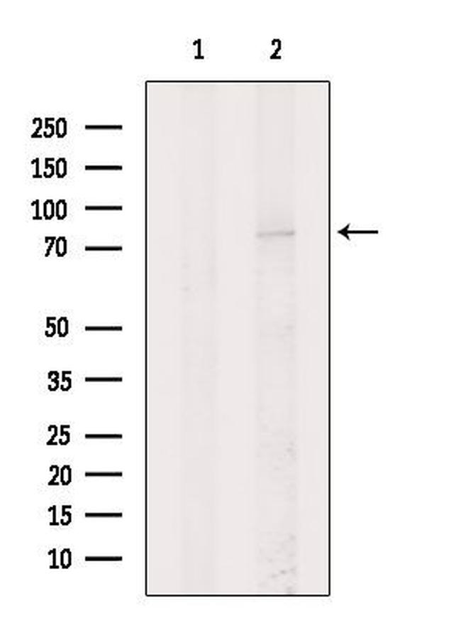 KIZUNA Antibody in Western Blot (WB)