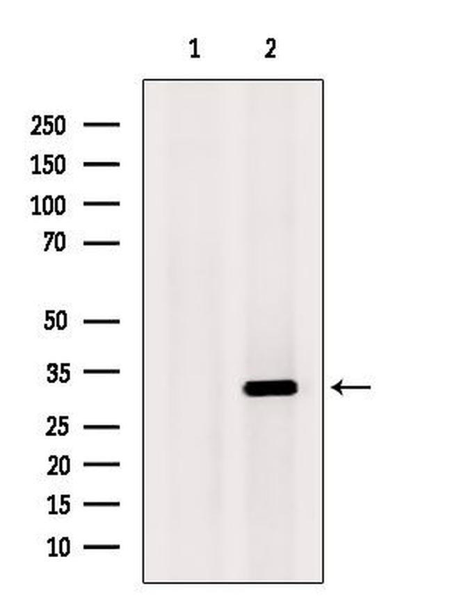 CHMP2A Antibody in Western Blot (WB)