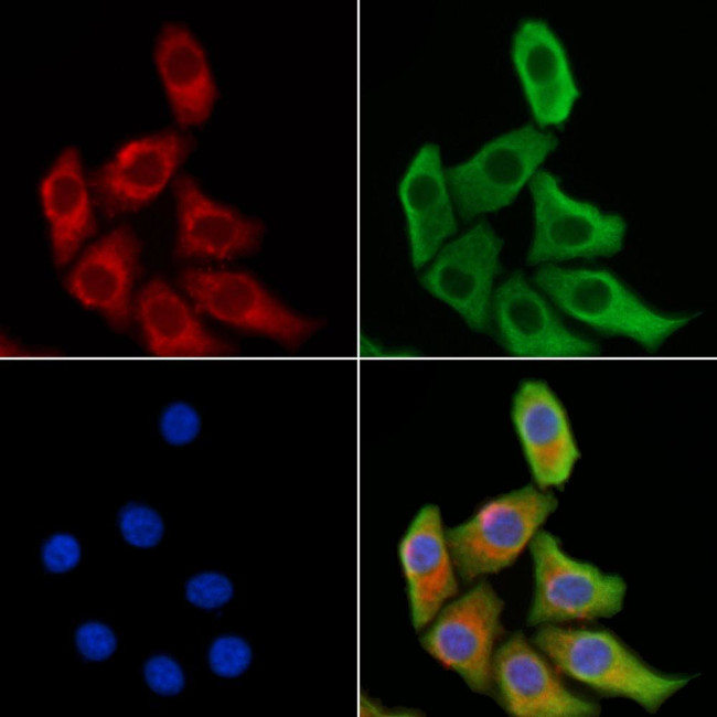 Viperin Antibody in Immunocytochemistry (ICC/IF)