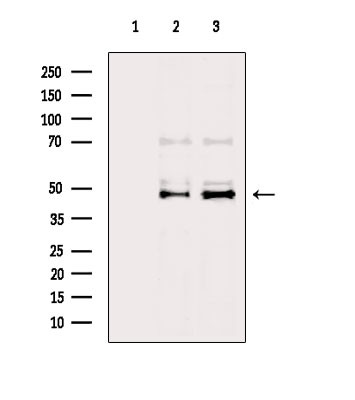 Viperin Antibody in Western Blot (WB)