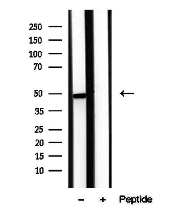 Viperin Antibody in Western Blot (WB)